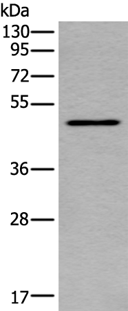 Rabbit Polyclonal Antibody to TRDMT1