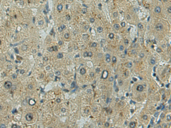 Rabbit Polyclonal Antibody to TLR9