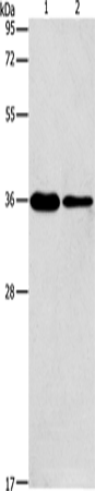 Rabbit Polyclonal Antibody to AIMP2