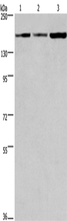 Rabbit Polyclonal Antibody to BAG6