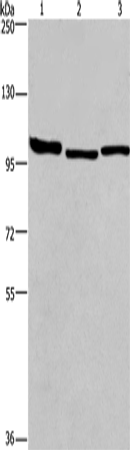 Rabbit Polyclonal Antibody to BCAR1