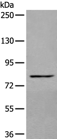 Rabbit Polyclonal Antibody to BCL6