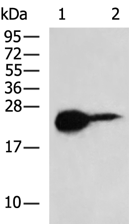 Rabbit Polyclonal Antibody to TNFRSF17