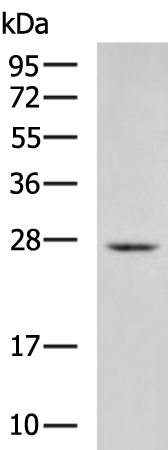 Rabbit Polyclonal Antibody to CD63