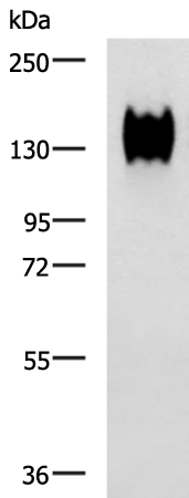 Rabbit Polyclonal Antibody to CEACAM1