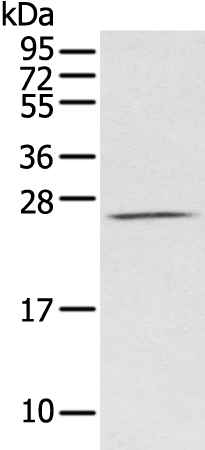 Rabbit Polyclonal Antibody to CEACAM3