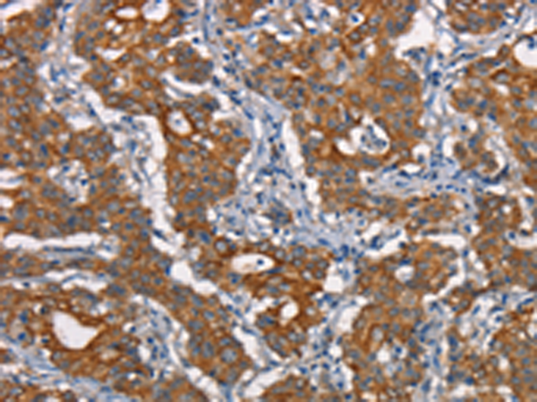 Rabbit Polyclonal Antibody to CDC23
