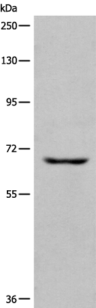 Rabbit Polyclonal Antibody to CDC25B