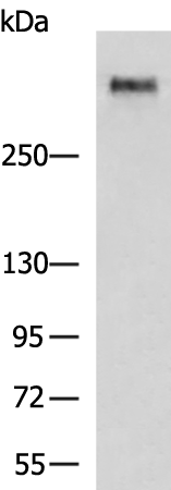 Rabbit Polyclonal Antibody to MUC5B