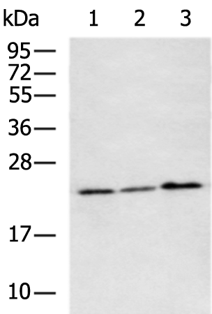 Rabbit Polyclonal Antibody to NEUROG1
