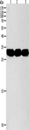 Rabbit Polyclonal Antibody to NIT2