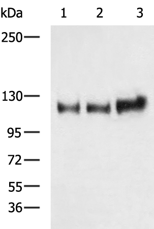 Rabbit Polyclonal Antibody to NOTCH1