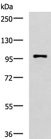 Rabbit Polyclonal Antibody to NOTCH3