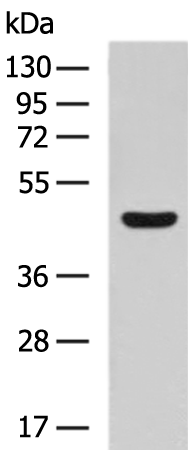 Rabbit Polyclonal Antibody to NPY1R