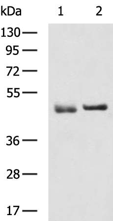 Rabbit Polyclonal Antibody to ENO2