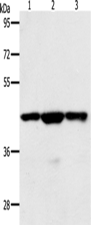 Rabbit Polyclonal Antibody to MAP2K1