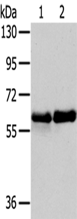 Rabbit Polyclonal Antibody to PAK3