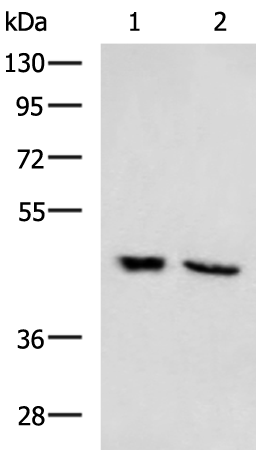 Rabbit Polyclonal Antibody to PTEN