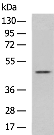 Rabbit Polyclonal Antibody to RUNX3