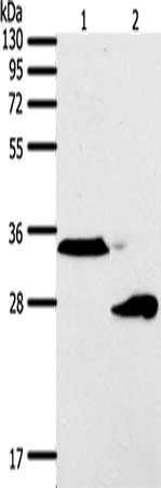 Rabbit Polyclonal Antibody to SFTPA1