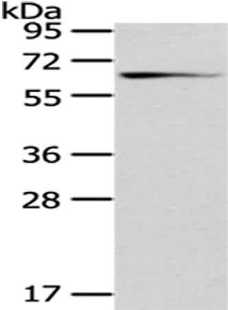 Rabbit Polyclonal Antibody to GAD1