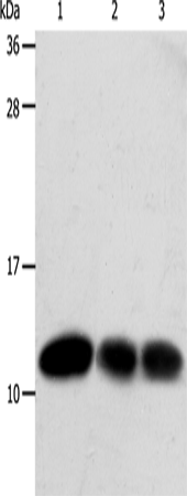Rabbit Polyclonal Antibody to TXN