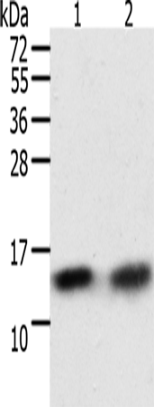 Rabbit Polyclonal Antibody to TXN