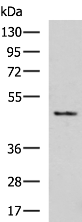 Rabbit Polyclonal Antibody to CERS2