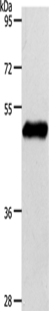 Rabbit Polyclonal Antibody to S1PR1