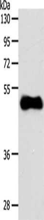 Rabbit Polyclonal Antibody to S1PR3