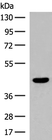 Rabbit Polyclonal Antibody to S1PR5