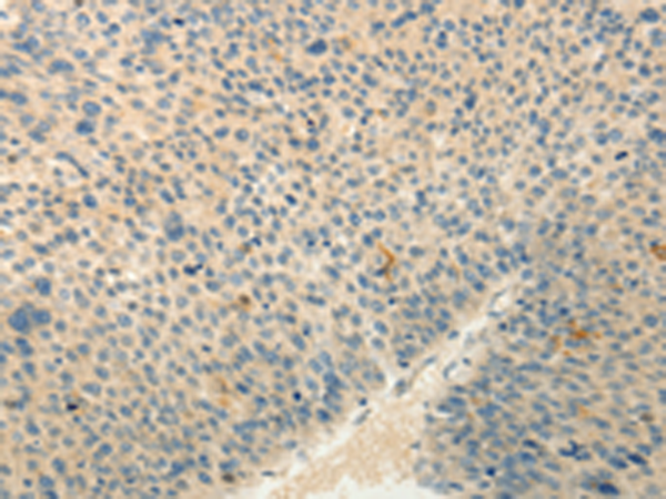 Rabbit Polyclonal Antibody to RXFP3