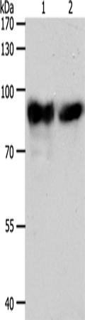 Rabbit Polyclonal Antibody to ACO2