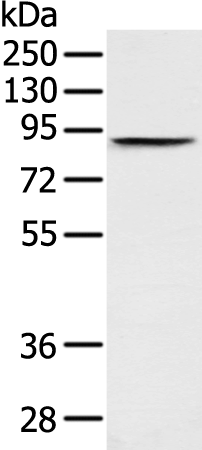 Rabbit Polyclonal Antibody to ACSL3