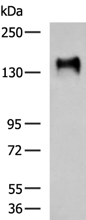 Rabbit Polyclonal Antibody to ADAMTS16