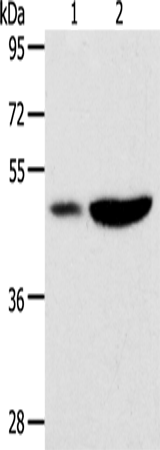 Rabbit Polyclonal Antibody to PLIN2