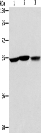 Rabbit Polyclonal Antibody to ALDH9A1