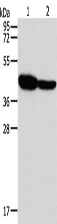 Rabbit Polyclonal Antibody to GLRA1
