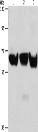 Rabbit Polyclonal Antibody to ADRA1B