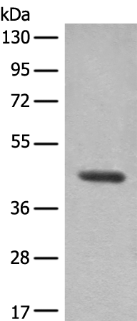 Rabbit Polyclonal Antibody to AIFM2