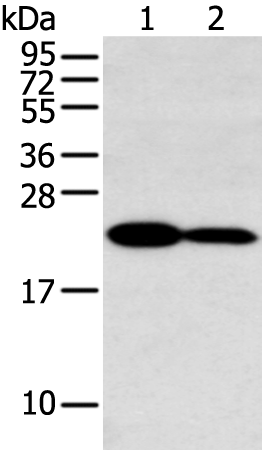 Rabbit Polyclonal Antibody to HOXA7