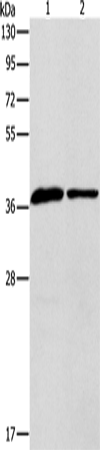 Rabbit Polyclonal Antibody to APOL2