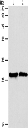 Rabbit Polyclonal Antibody to APOBEC2