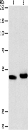 Rabbit Polyclonal Antibody to ATG4A