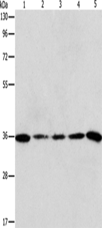 Rabbit Polyclonal Antibody to AURKC