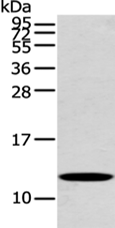 Rabbit Polyclonal Antibody to PFDN6