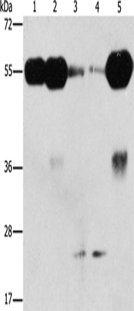 Rabbit Polyclonal Antibody to PIK3R3