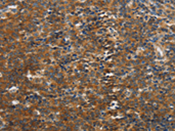 Rabbit Polyclonal Antibody to PIK3R4