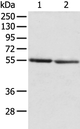 Rabbit Polyclonal Antibody to SLC29A1