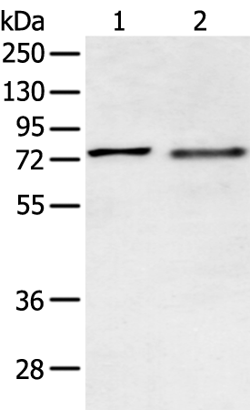 Rabbit Polyclonal Antibody to SOX9